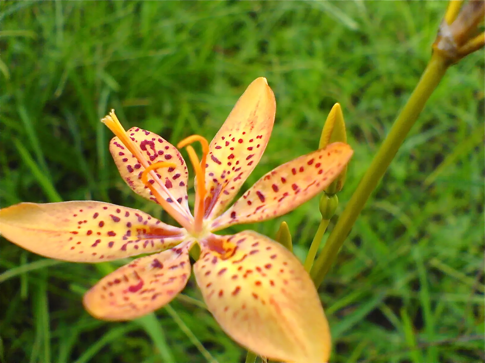 Leopard Lily (Lilium Pardalinum) — The Leopard Lily (Lilium pardalinum) is a striking perennial, native to the West Coast of the U.S