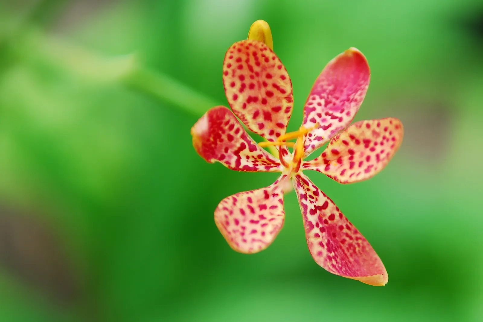 Leopard Lily (Lilium Pardalinum) — Recognizable by its fiery orange blossoms; and it performs best in partial shade, image 65