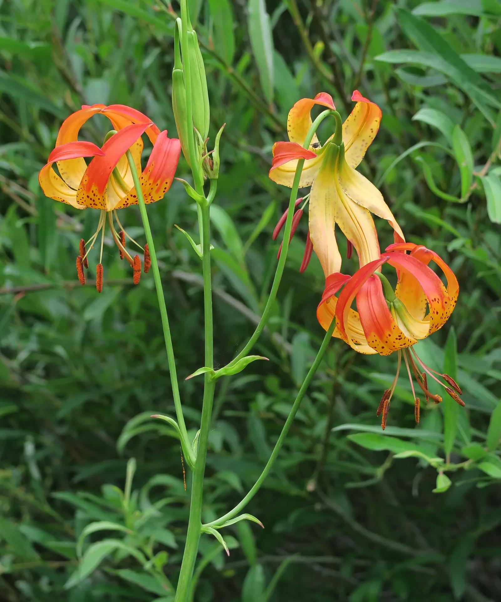 Leopard Lily (Lilium Pardalinum) — This enchanting lily is not only visually stunning but also attracts hummingbirds and butterflies; bulb for full, image 120