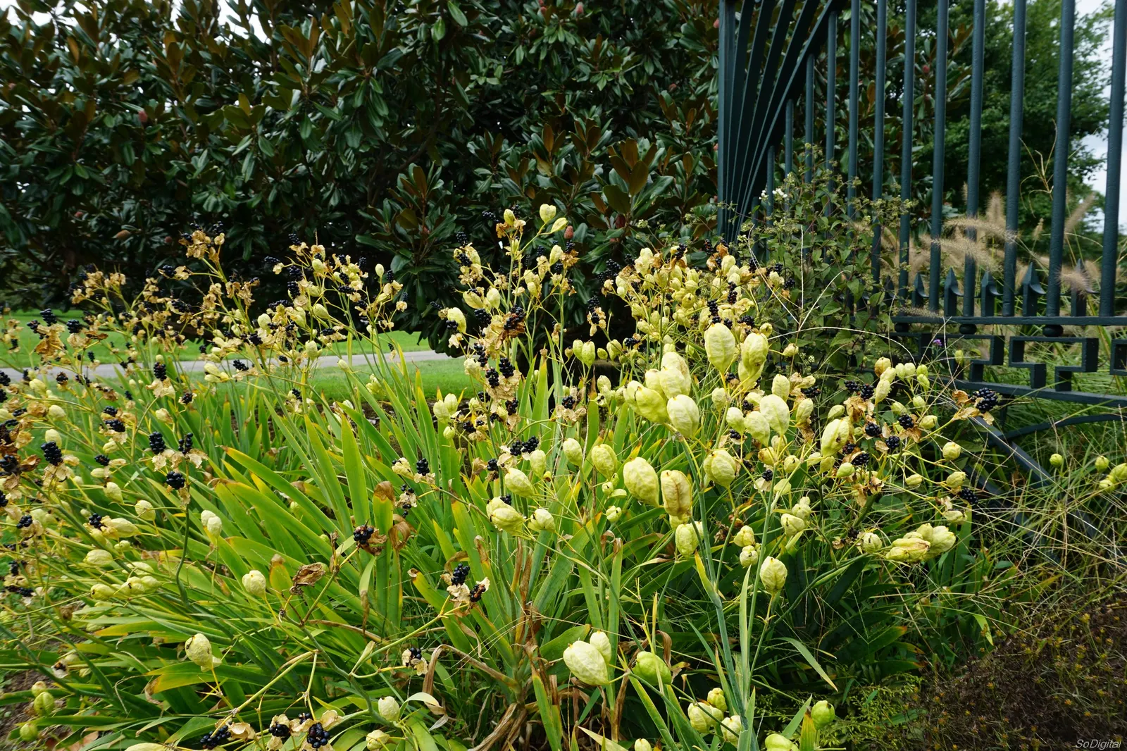 Leopard Lily (Lilium Pardalinum) — The plant features lance-shaped leaves that cluster in whorls along the stem; though it can tolerate full sun in, image 74
