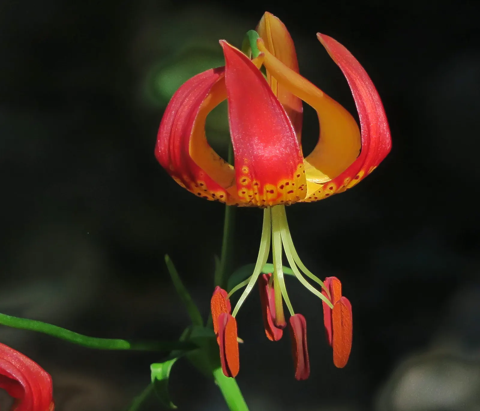Leopard Lily (Lilium Pardalinum) — Blooming in early to mid-summer; commonly referred to as the Leopard Lily, image 130