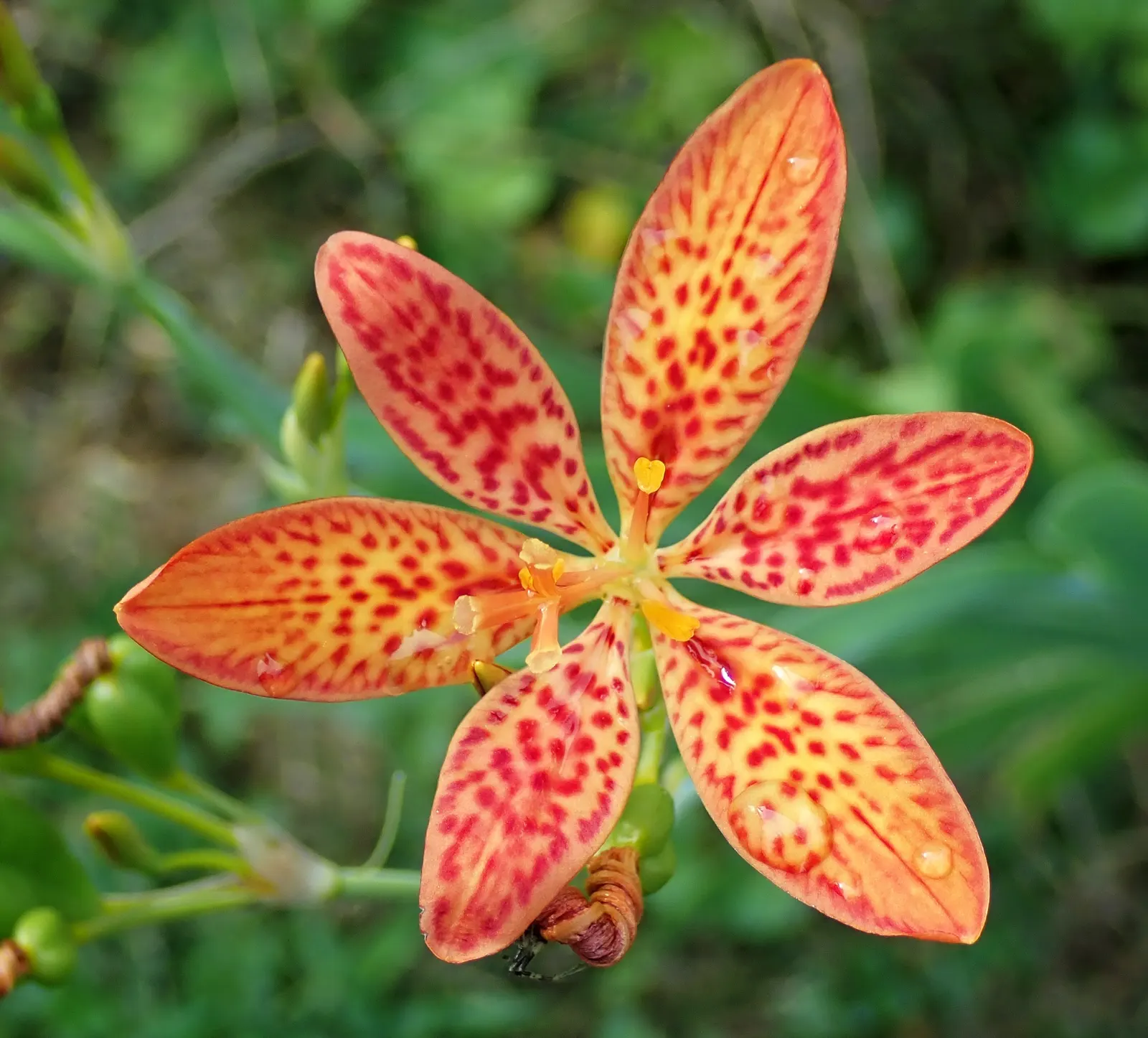 Leopard Lily (Lilium Pardalinum) — giving the blooms a turk's cap appearance.<br><br>For optimum growth, image 47