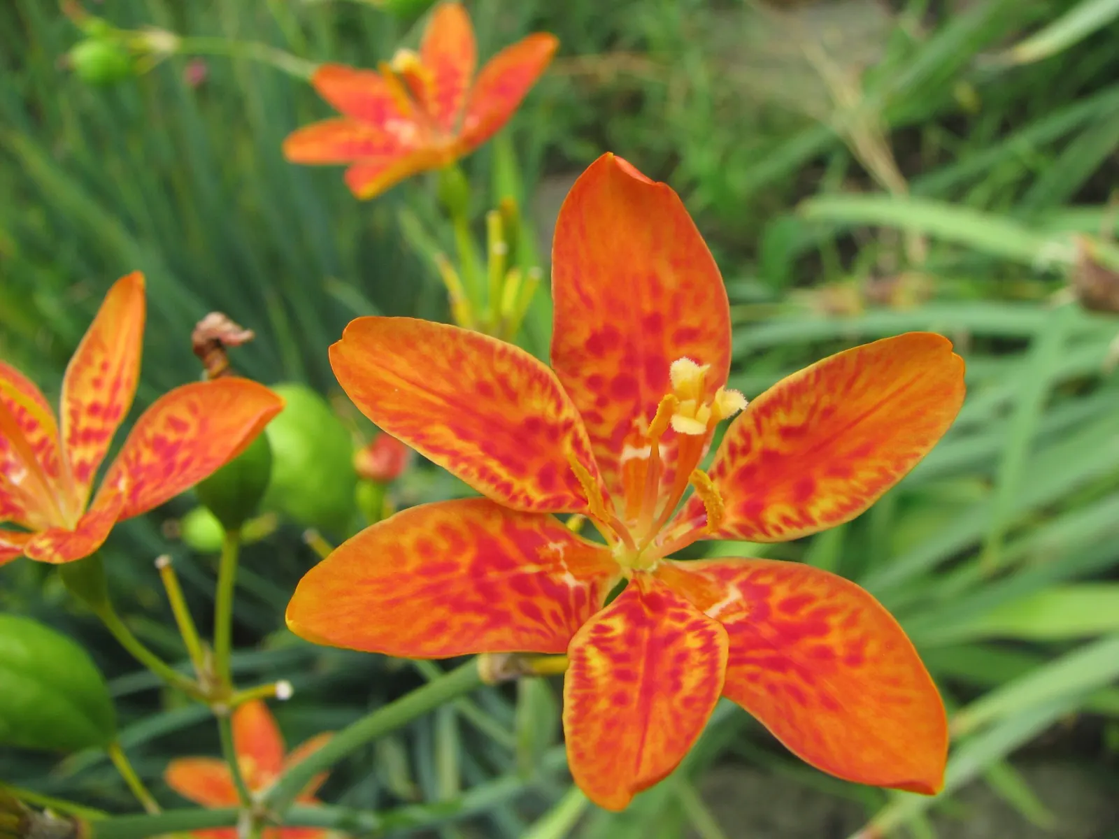 Leopard Lily (Lilium Pardalinum) — is a strikingly beautiful ornamental plant that makes a bold statement in any garden landscape; orange flowers in the garden