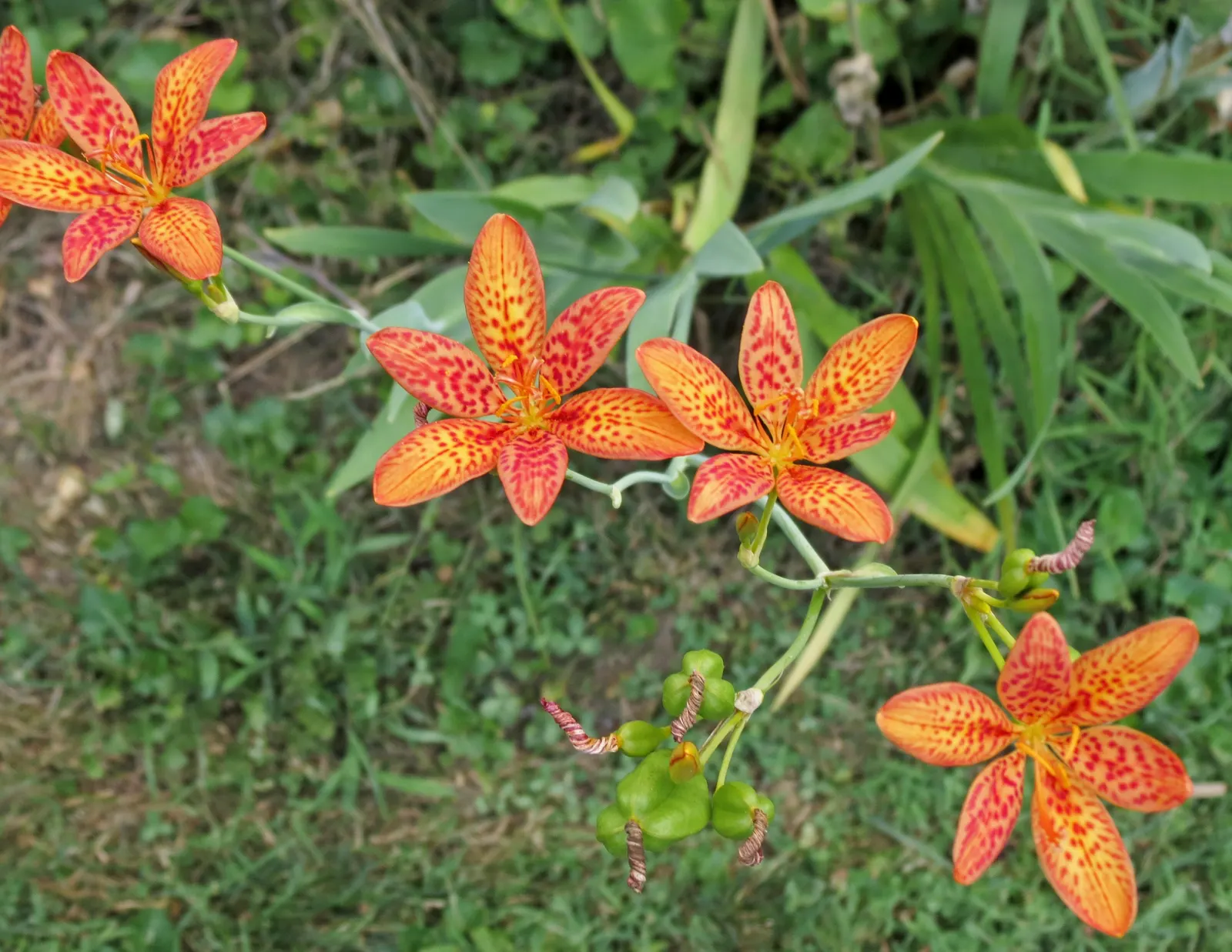 Leopard Lily (Lilium Pardalinum) — though it can tolerate full sun in cooler climates; blooming in early to mid-summer