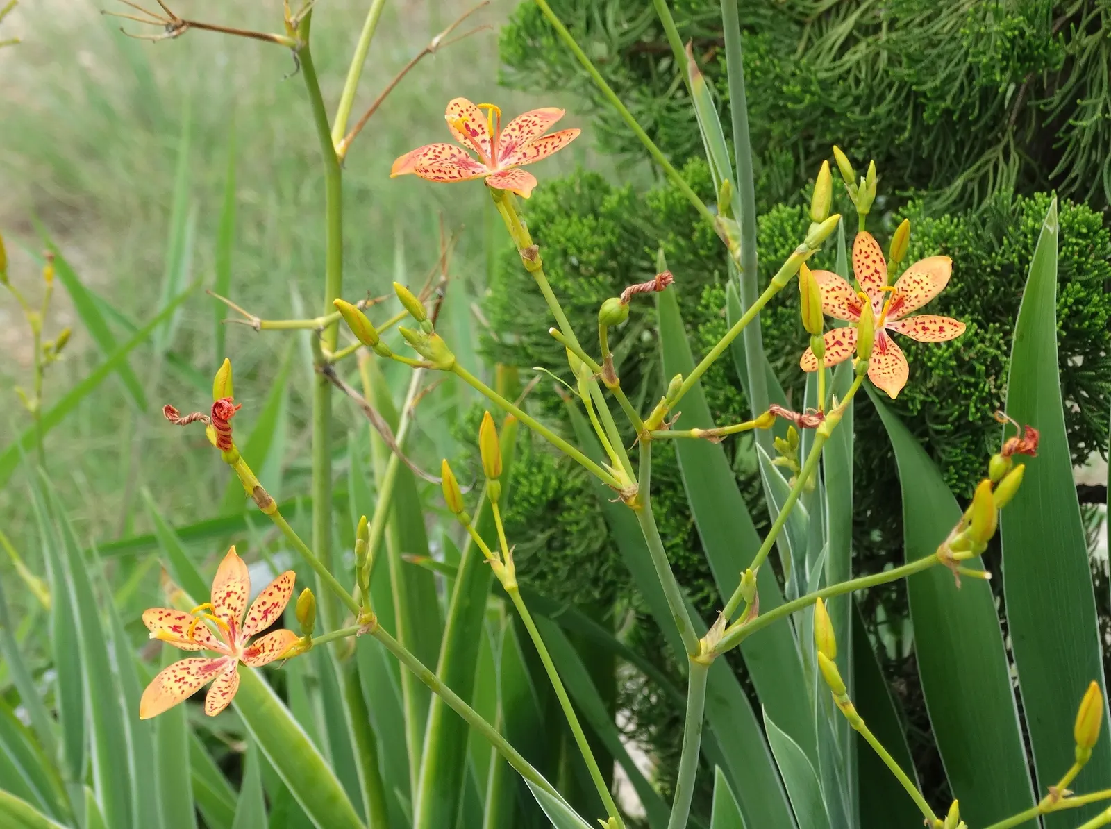 Leopard Lily (Lilium Pardalinum) — to maintain the moisture levels these lilies crave; this enchanting lily is not only visually stunning but also attracts