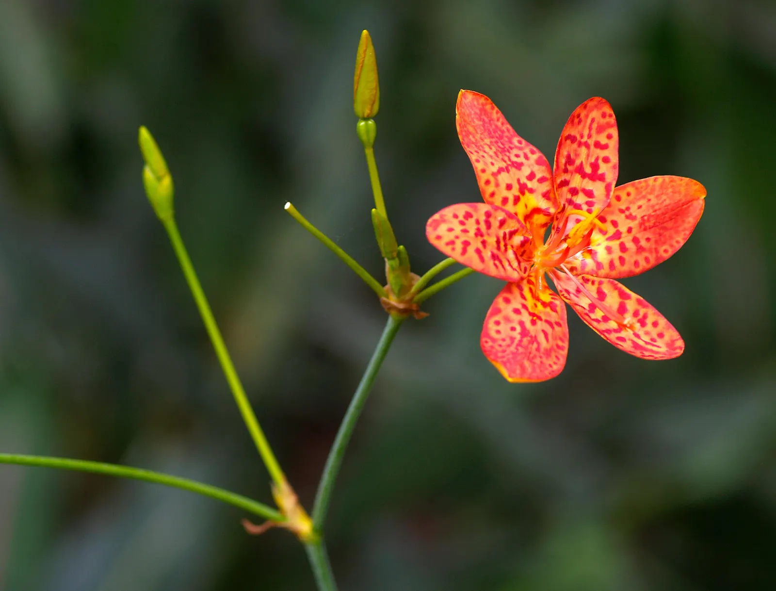 Leopard Lily (Lilium Pardalinum) — It flourishes in full sun to partial shade, reaching heights of 3 to 6 feet