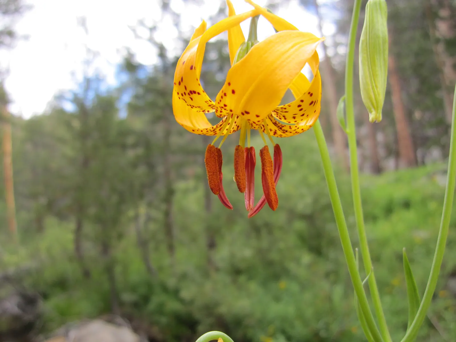 Leopard Lily (Lilium Pardalinum) — adorned with brownish-purple spots; but leave the stalks to die back naturally, image 128