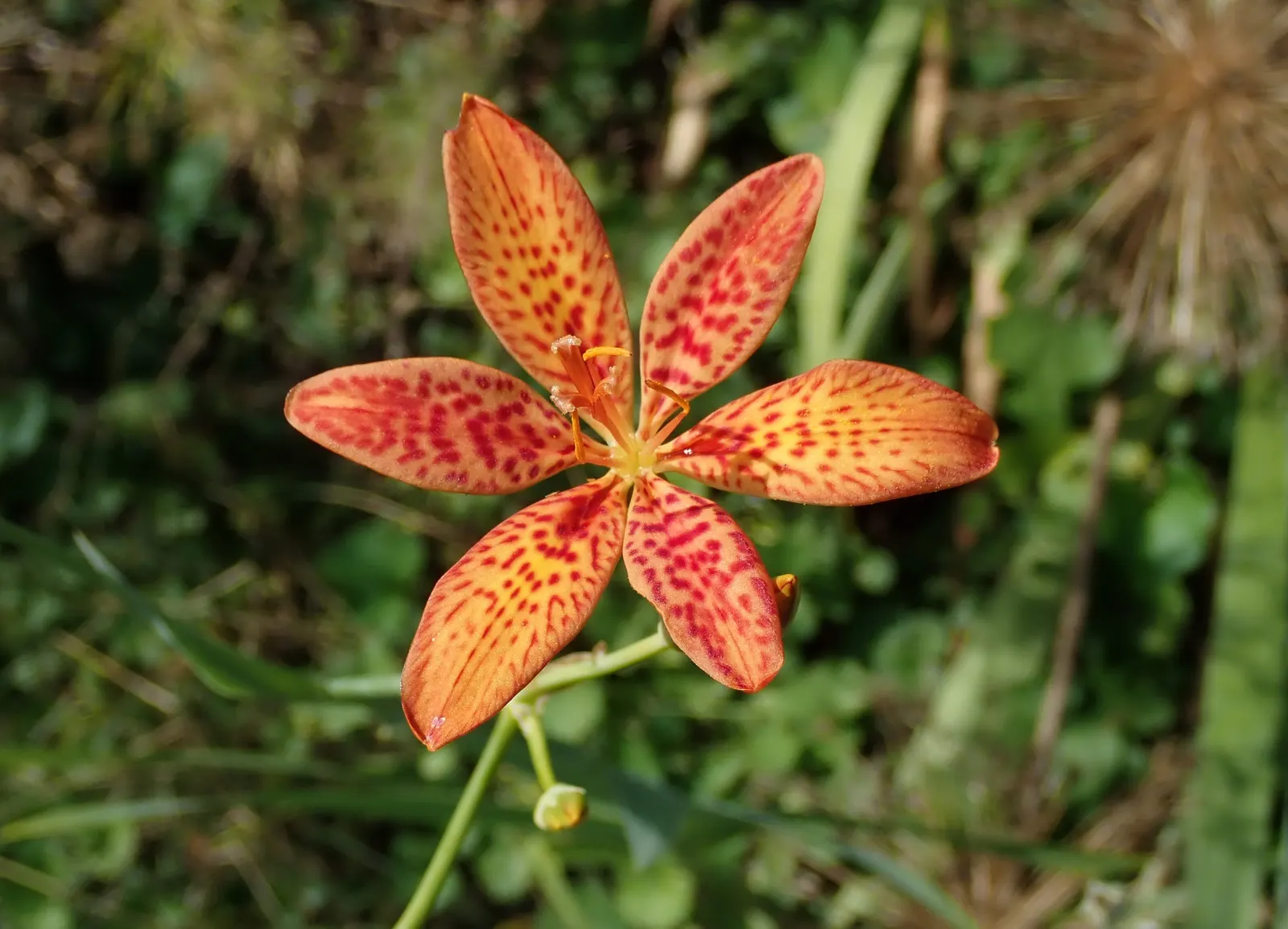 Leopard Lily (Lilium Pardalinum) — The petals curve backward; is a strikingly beautiful ornamental plant that makes a bold statement in any garden landscape