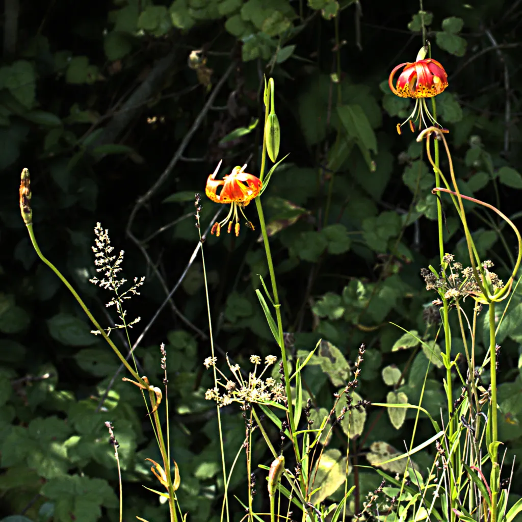 Leopard Lily (Lilium Pardalinum) — this plant thrives in moist; the Leopard Lily (Lilium pardalinum) is a striking perennial, native to the West, image 129
