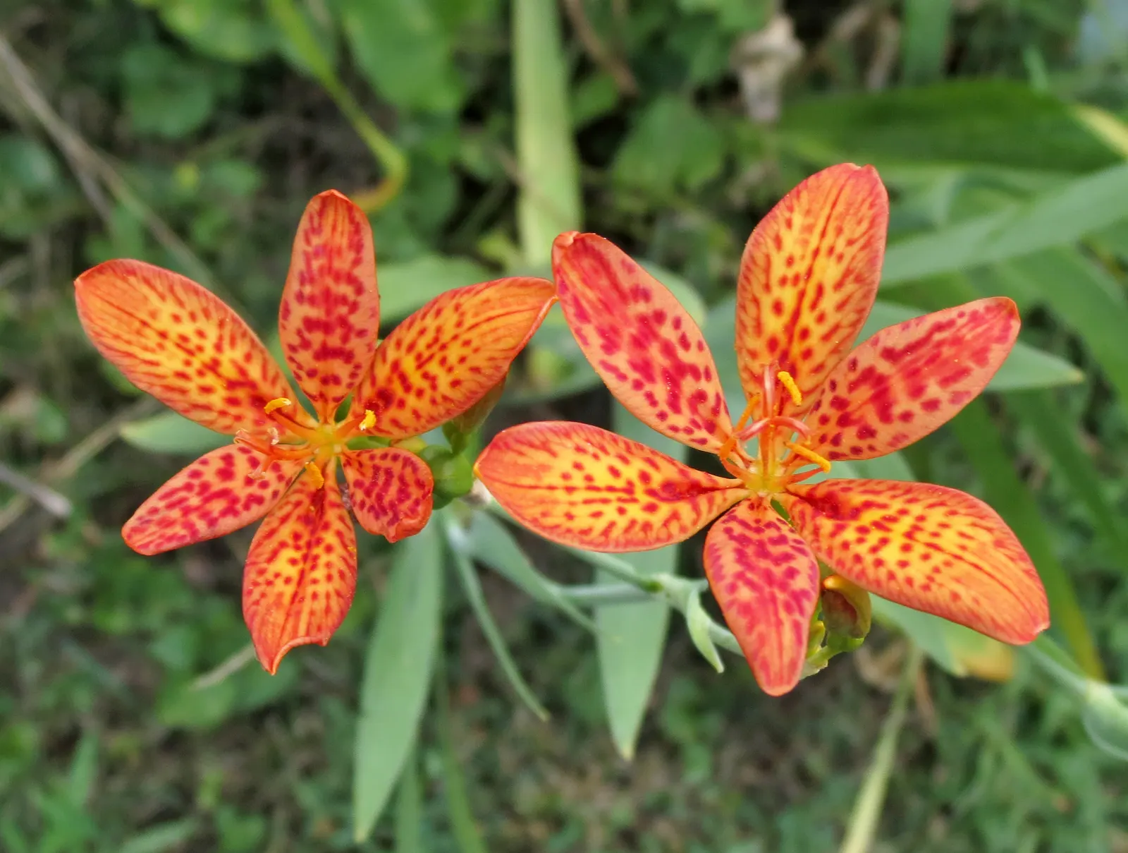 Leopard Lily (Lilium Pardalinum) — the Leopard Lily requires well-drained soil rich in organic matter; this species should be mulched to keep the roots cool
