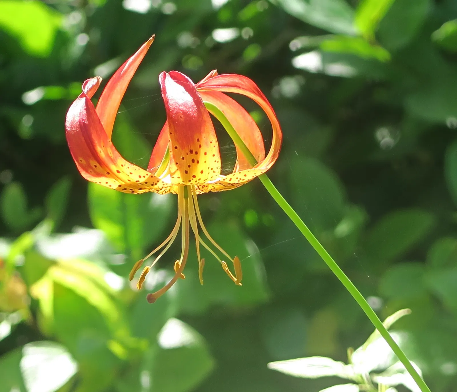 Leopard Lily (Lilium Pardalinum) — orange flowers in the garden; fiery hues of orange-red with distinctive brownish-purple spots - a pattern, image 122
