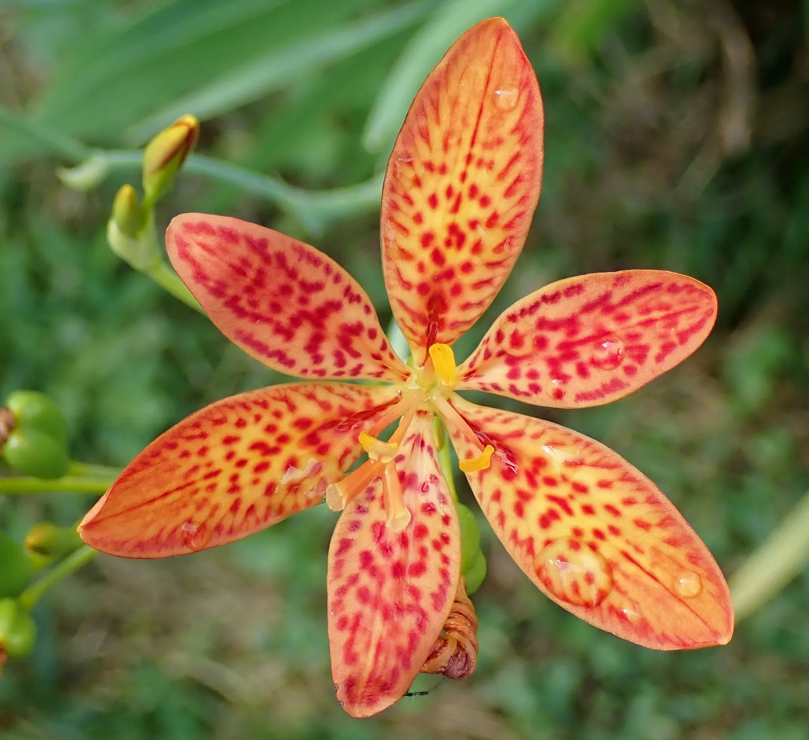 Leopard Lily (Lilium Pardalinum) — The plant features lance-shaped leaves that cluster in whorls along the stem; though it can tolerate full sun in cooler
