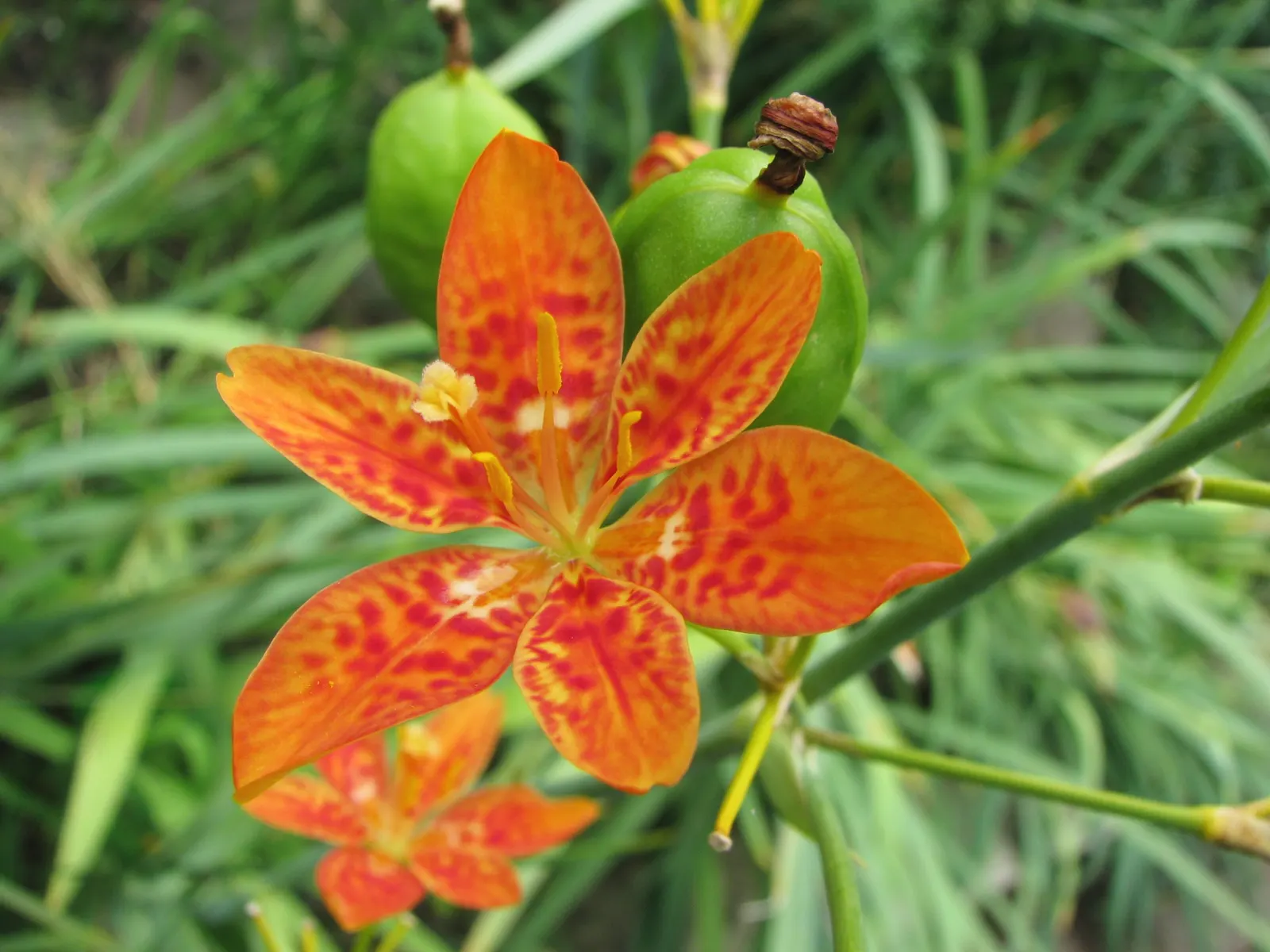 Leopard Lily (Lilium Pardalinum) — reaching heights of 3 to 6 feet with a spread of approximately 12 to 18 inches; the plant features lance-shaped leaves that