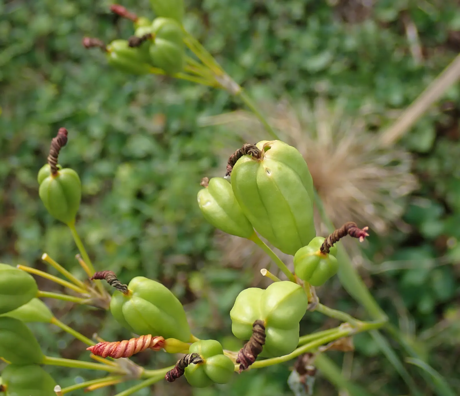 Leopard Lily (Lilium Pardalinum) — Regular watering is necessary; nodding blooms up to 4 inches wide