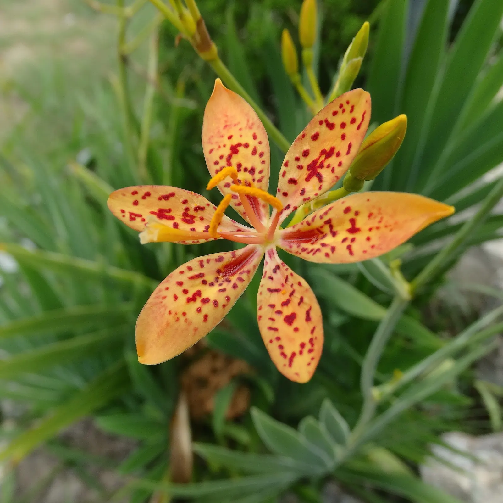 Leopard Lily (Lilium Pardalinum) — but leave the stalks to die back naturally; the Leopard Lily requires well-drained soil rich in organic matter