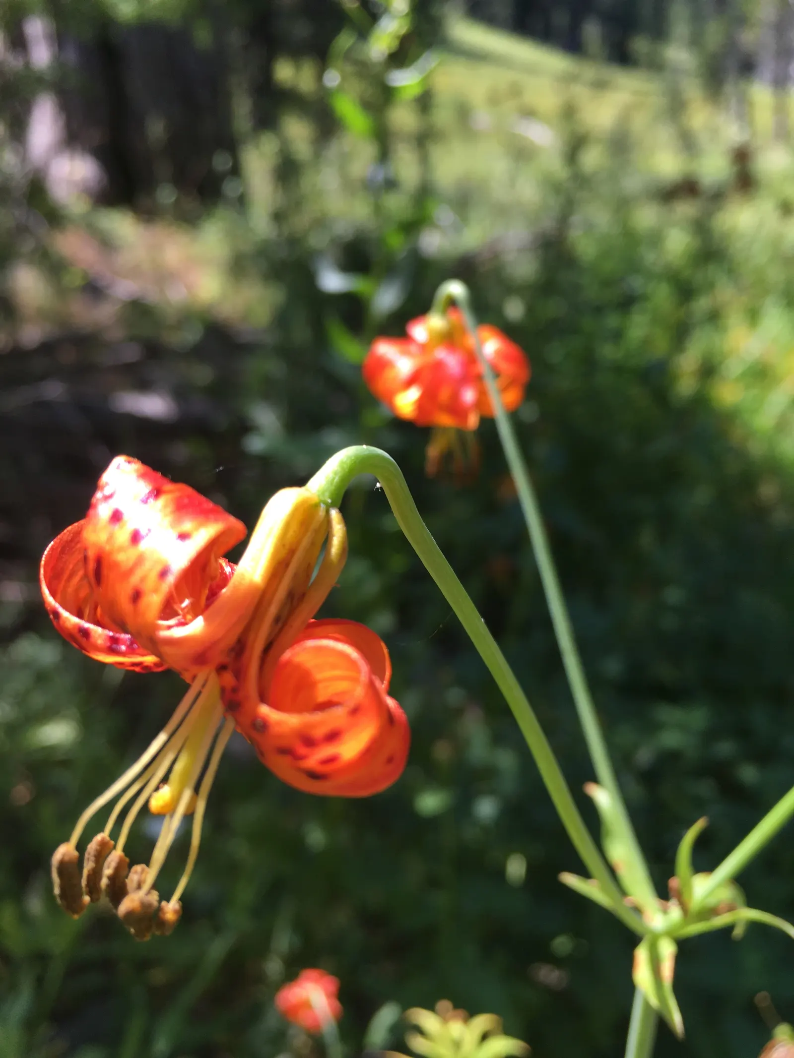 Leopard Lily (Lilium Pardalinum) — this species should be mulched to keep the roots cool and conserve moisture; recognizable by its fiery orange blossoms