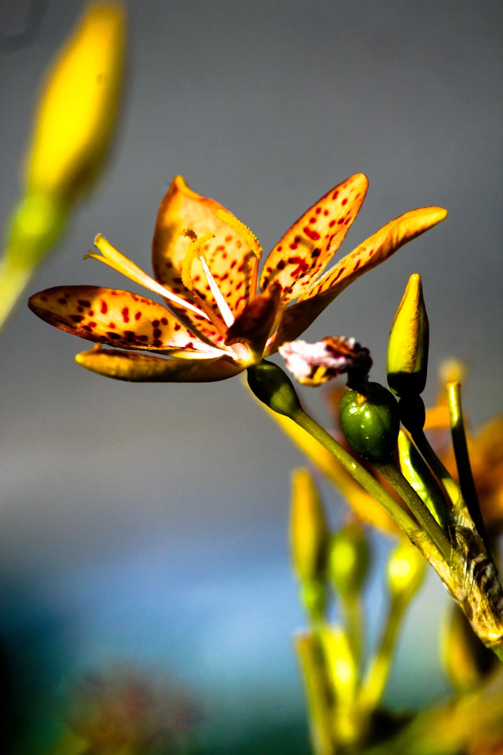 Leopard Lily (Lilium Pardalinum) — feeding the bulbs for next season's display; you may deadhead to promote the plant's vigor