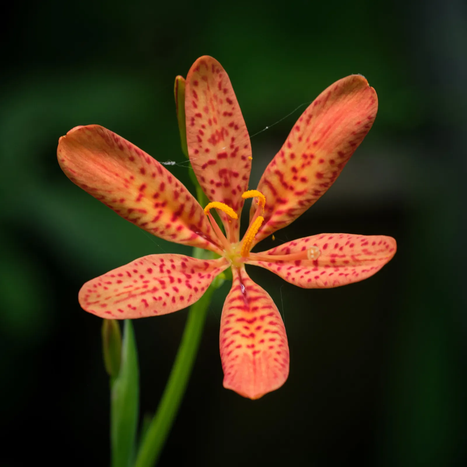 Leopard Lily (Lilium Pardalinum) — you may deadhead to promote the plant's vigor; this native of the western United States thrives in USDA hardiness zones 6