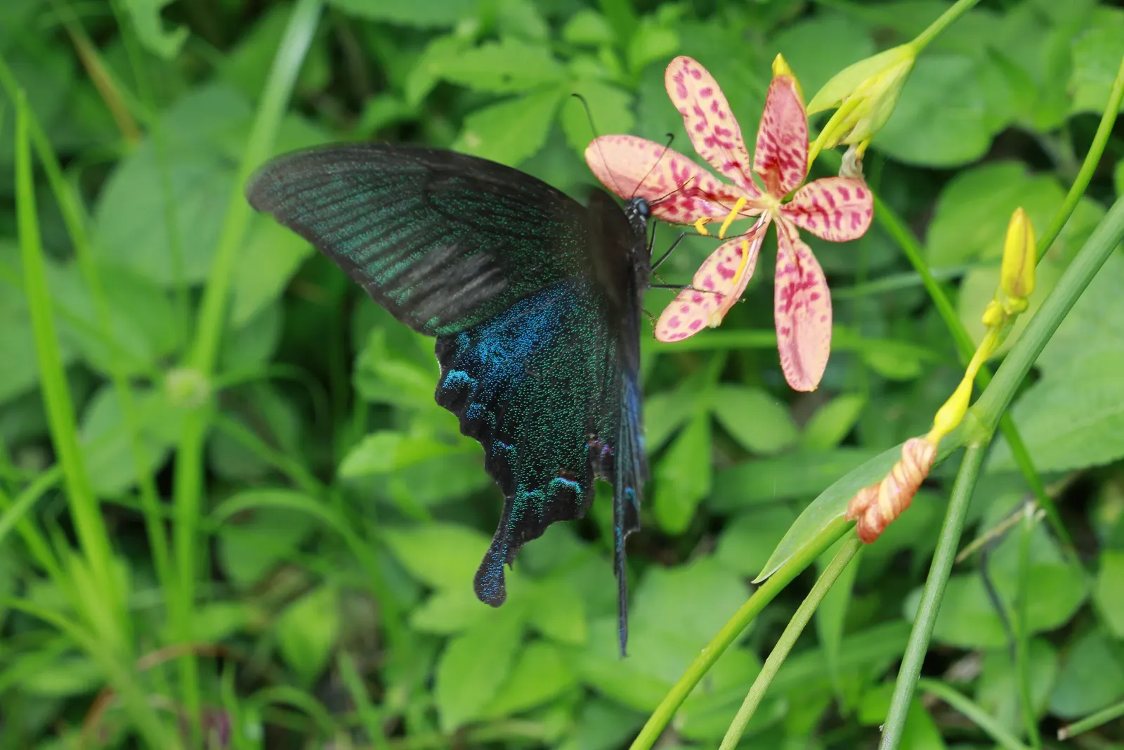 Leopard Lily (Lilium Pardalinum) — adorned with brownish-purple spots; but leave the stalks to die back naturally, image 66