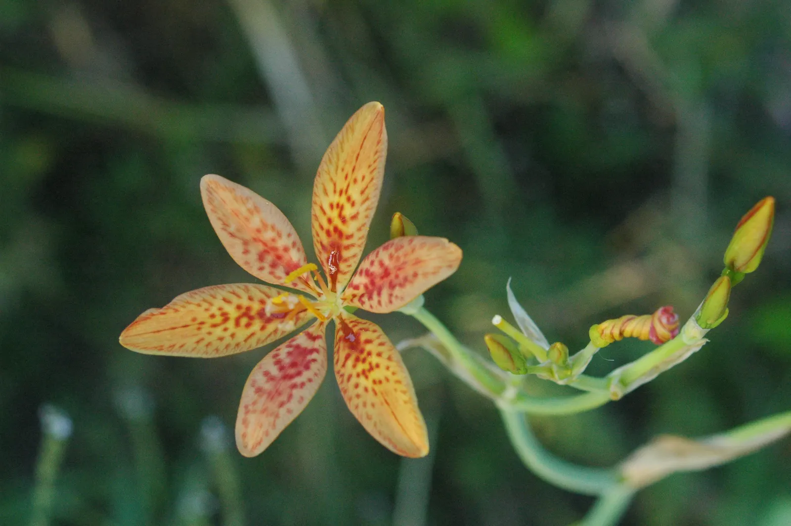 Leopard Lily (Lilium Pardalinum) — but leave the stalks to die back naturally