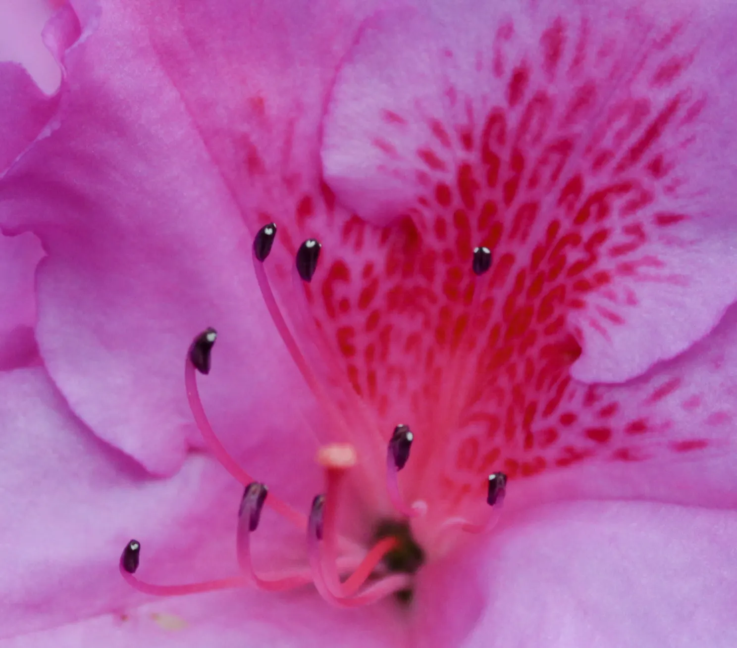 Leopard Lily (Lilium Pardalinum) — this plant thrives in moist; the Leopard Lily (Lilium pardalinum) is a striking perennial, native to the West, image 67