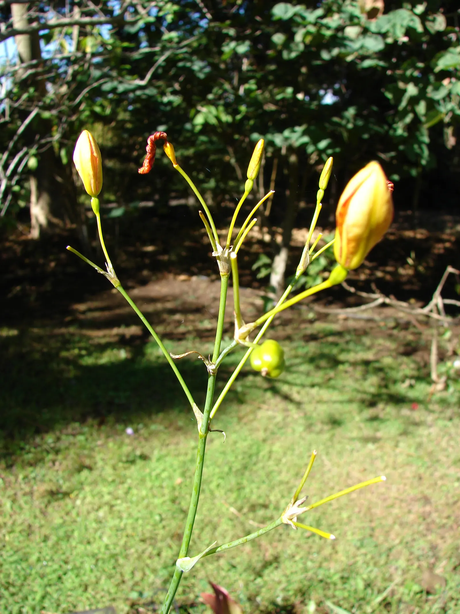 Leopard Lily (Lilium Pardalinum) — fiery hues of orange-red with distinctive brownish-purple spots - a pattern reminiscent of a leopard's coat; it, image 76