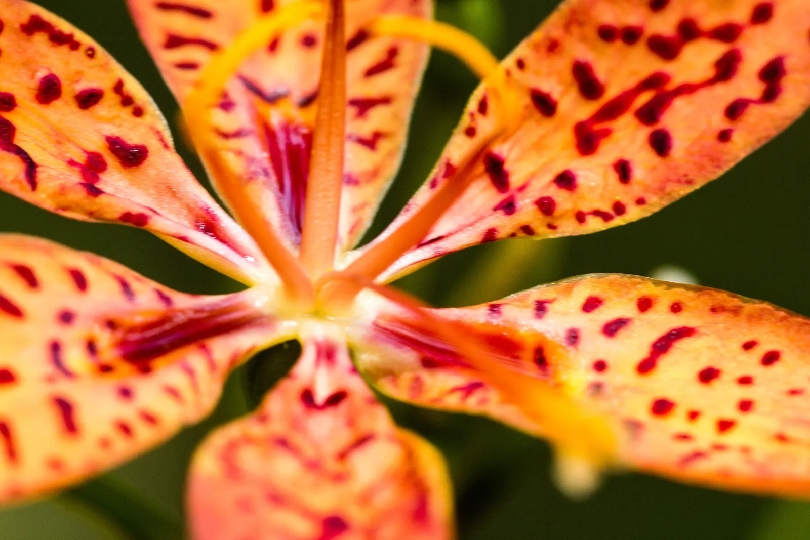 Leopard Lily (Lilium Pardalinum) — is a strikingly beautiful ornamental plant that makes a bold statement in any garden landscape; orange flowers, image 71