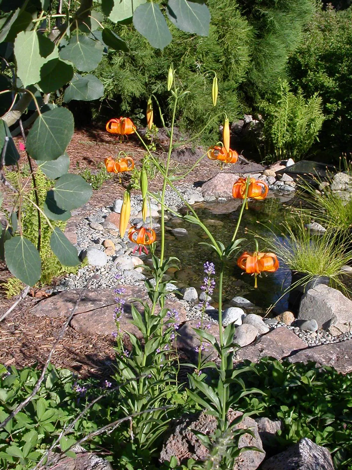 Leopard Lily (Lilium Pardalinum) — Regular watering is necessary; nodding blooms up to 4 inches wide, image 82