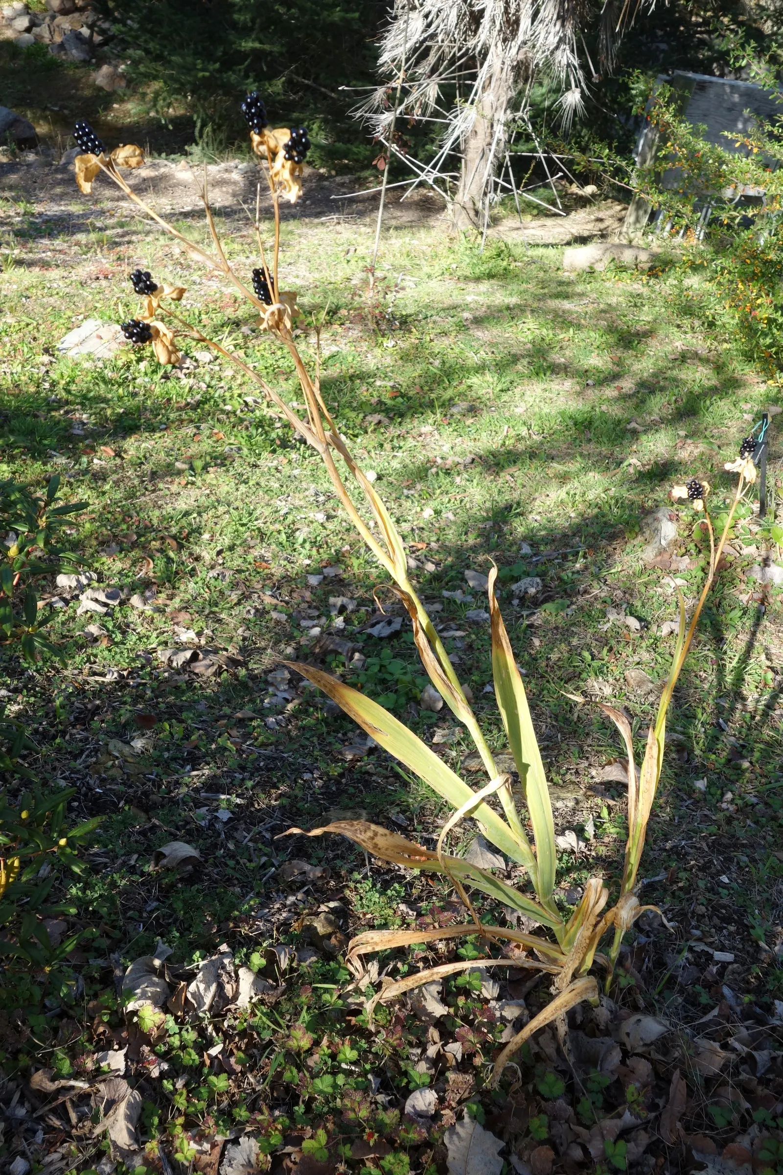 Leopard Lily (Lilium Pardalinum) — and it performs best in partial shade; bulb with orange blooms, image 80