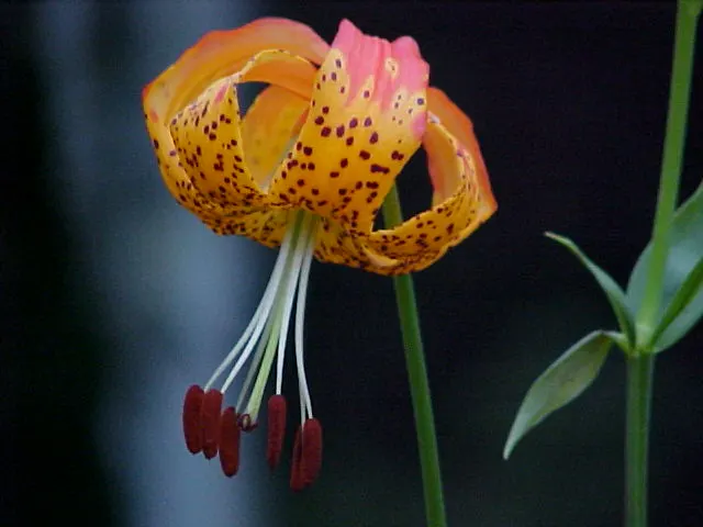 Leopard Lily (Lilium Pardalinum) — The Leopard Lily (Lilium pardalinum) is a striking perennial, native to the West Coast of the U.S; adorned with, image 125