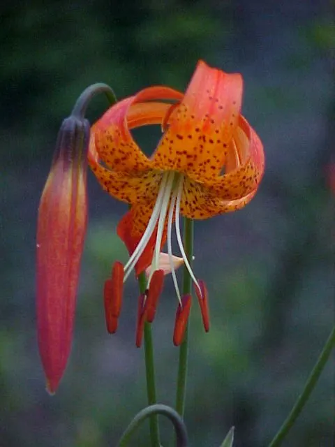 Leopard Lily (Lilium Pardalinum) — it's perfect for adding a splash of color to woodland gardens or as an elegant; the petals curve backward, image 131