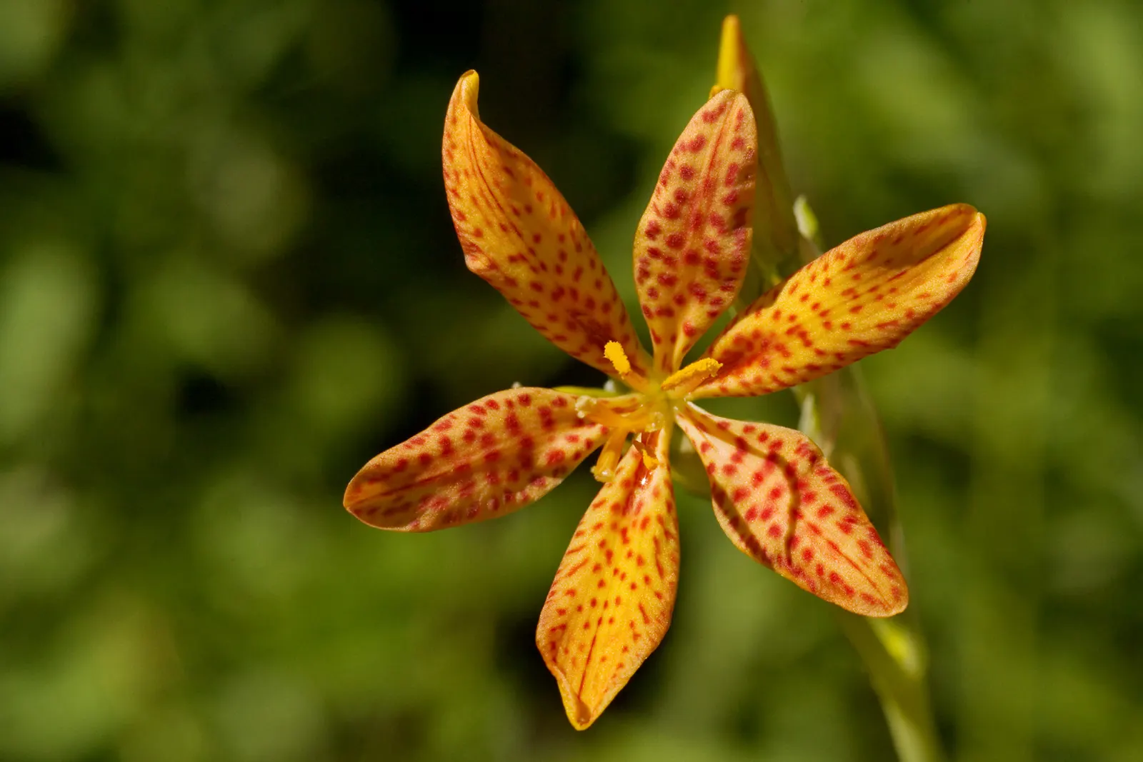 Leopard Lily (Lilium Pardalinum) — though it can tolerate full sun in cooler climates; blooming in early to mid-summer, image 81