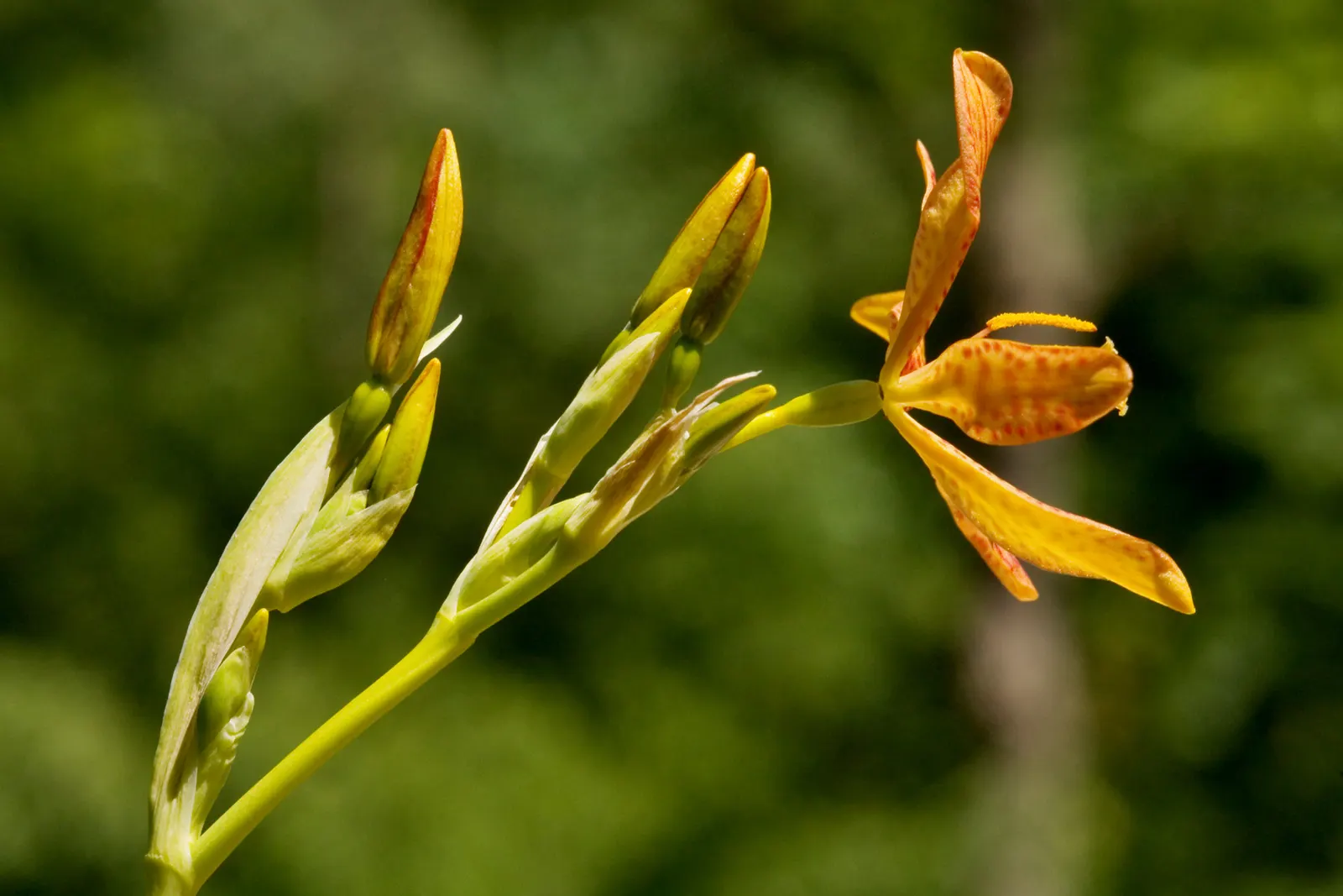 Leopard Lily (Lilium Pardalinum) — giving the blooms a turk's cap appearance.<br><br>For optimum growth, image 78
