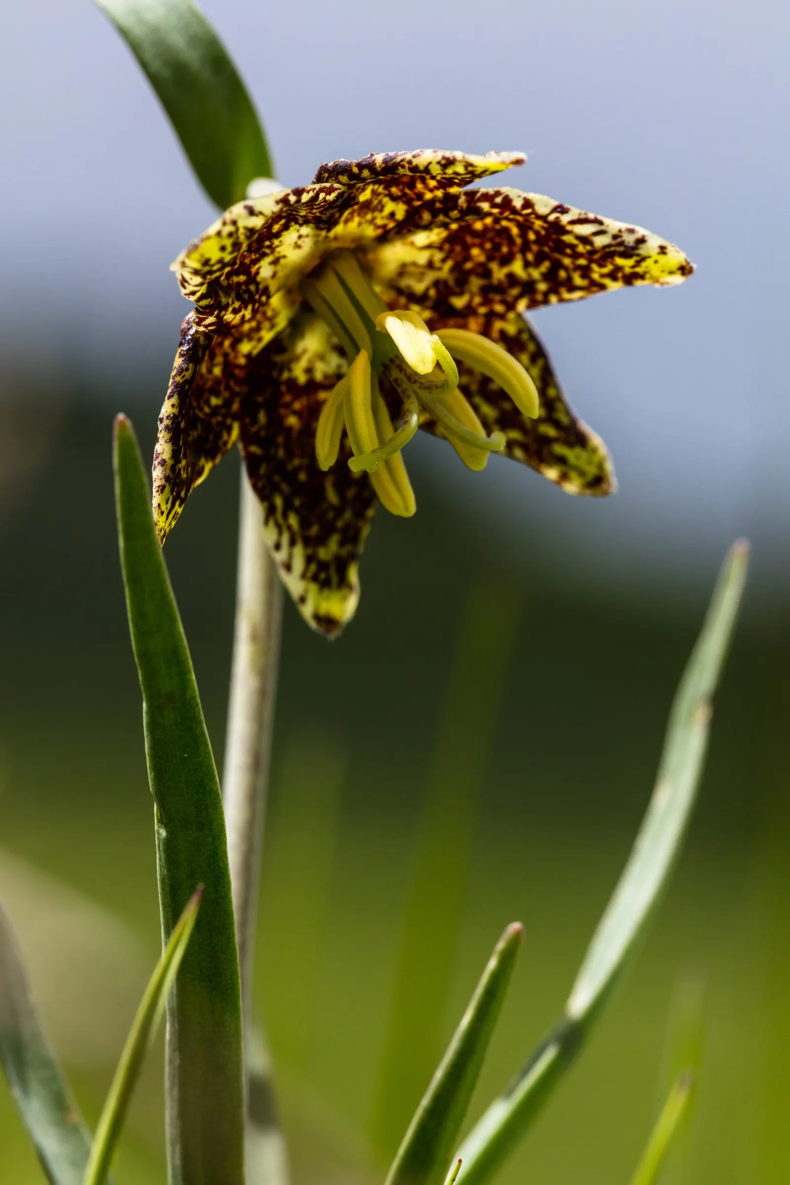 Leopard Lily (Lilium Pardalinum) — bulb with orange blooms