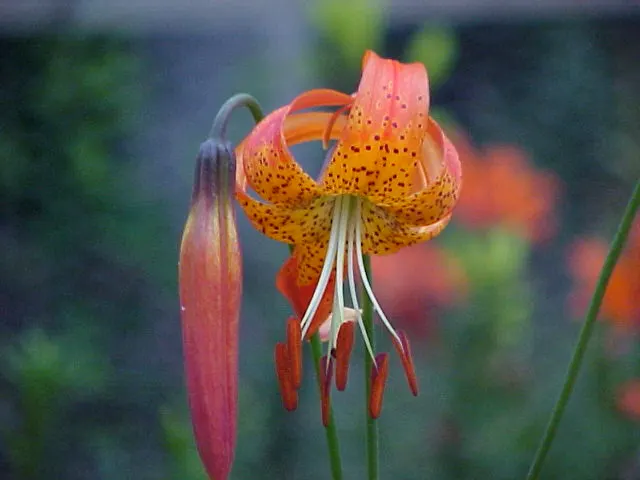 Leopard Lily (Lilium Pardalinum) — is a strikingly beautiful ornamental plant that makes a bold statement in any garden landscape; orange flowers, image 133