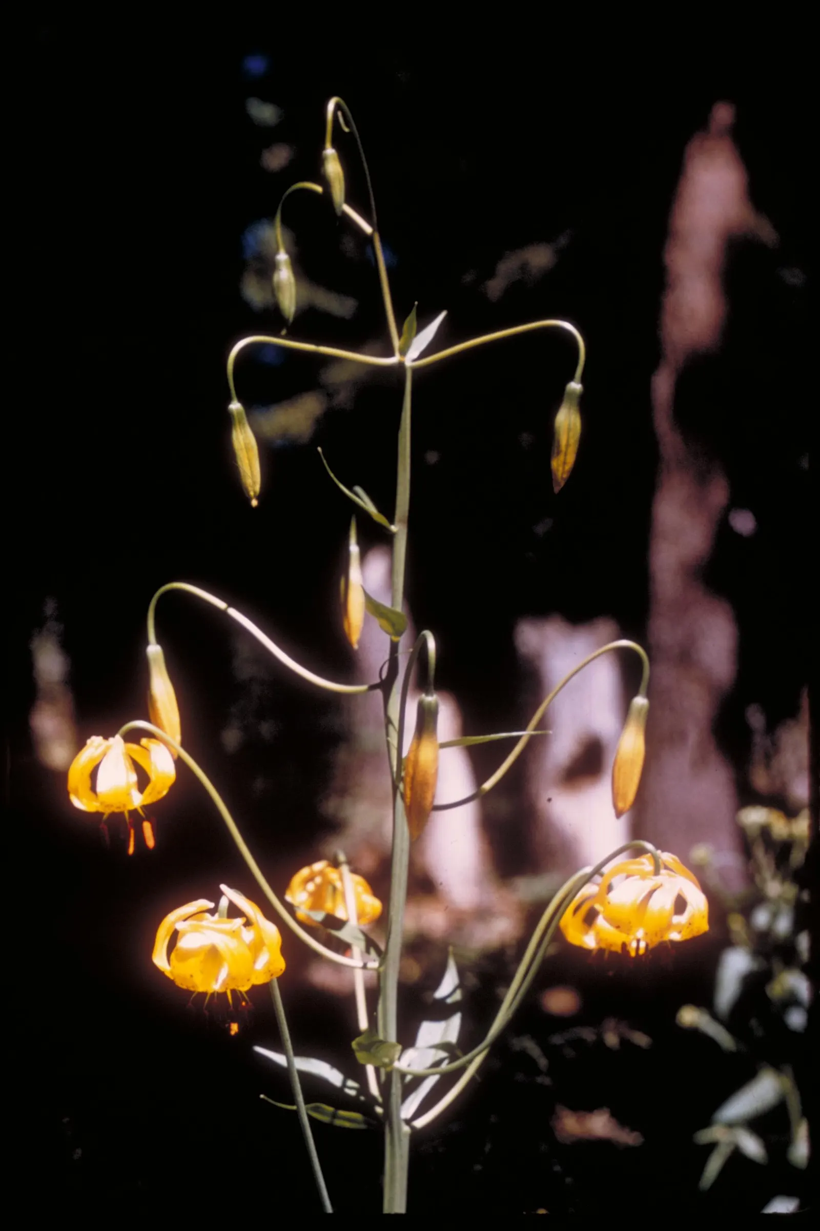 Leopard Lily (Lilium Pardalinum) — Recognizable by its fiery orange blossoms; and it performs best in partial shade