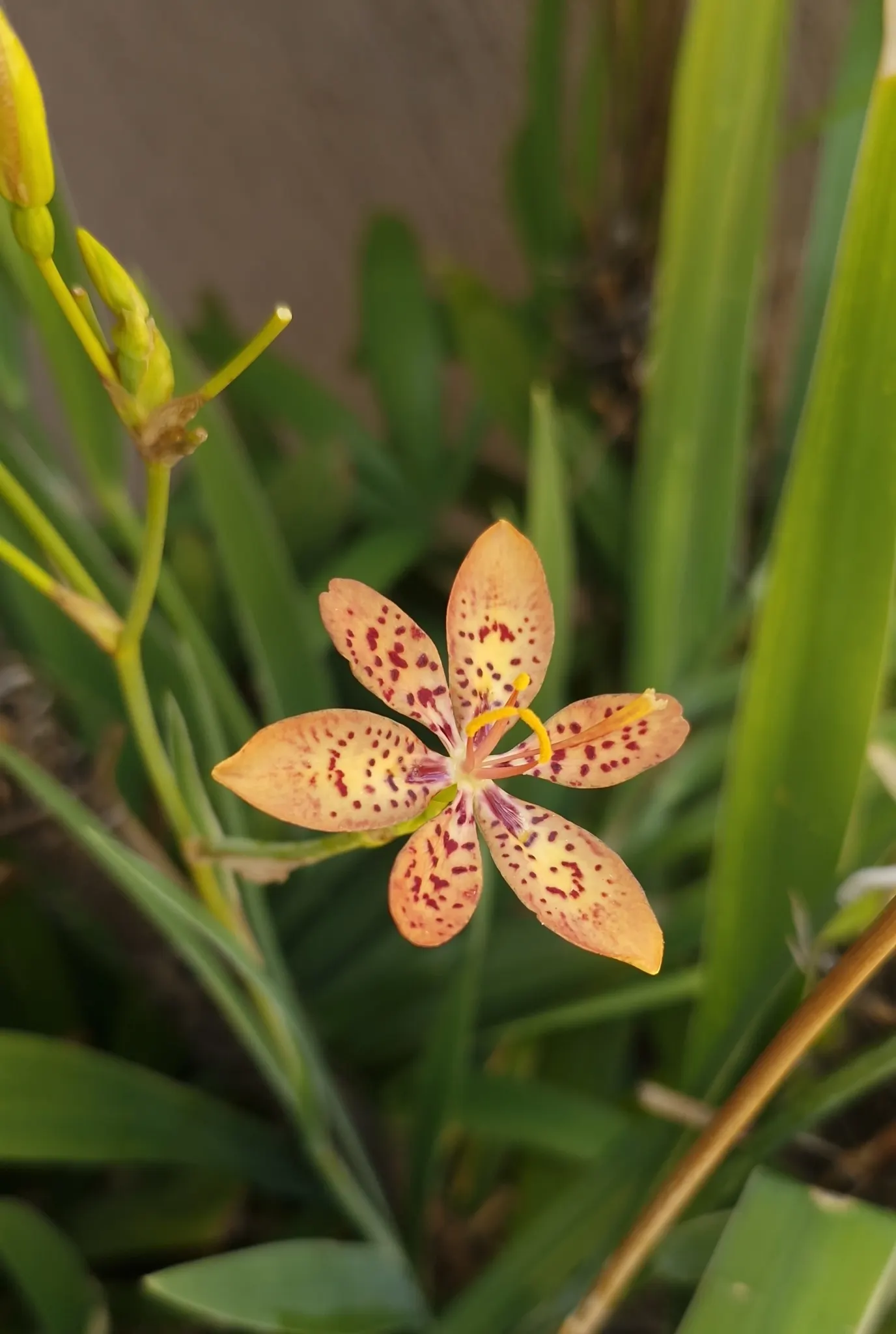 Leopard Lily (Lilium Pardalinum) — feeding the bulbs for next season's display