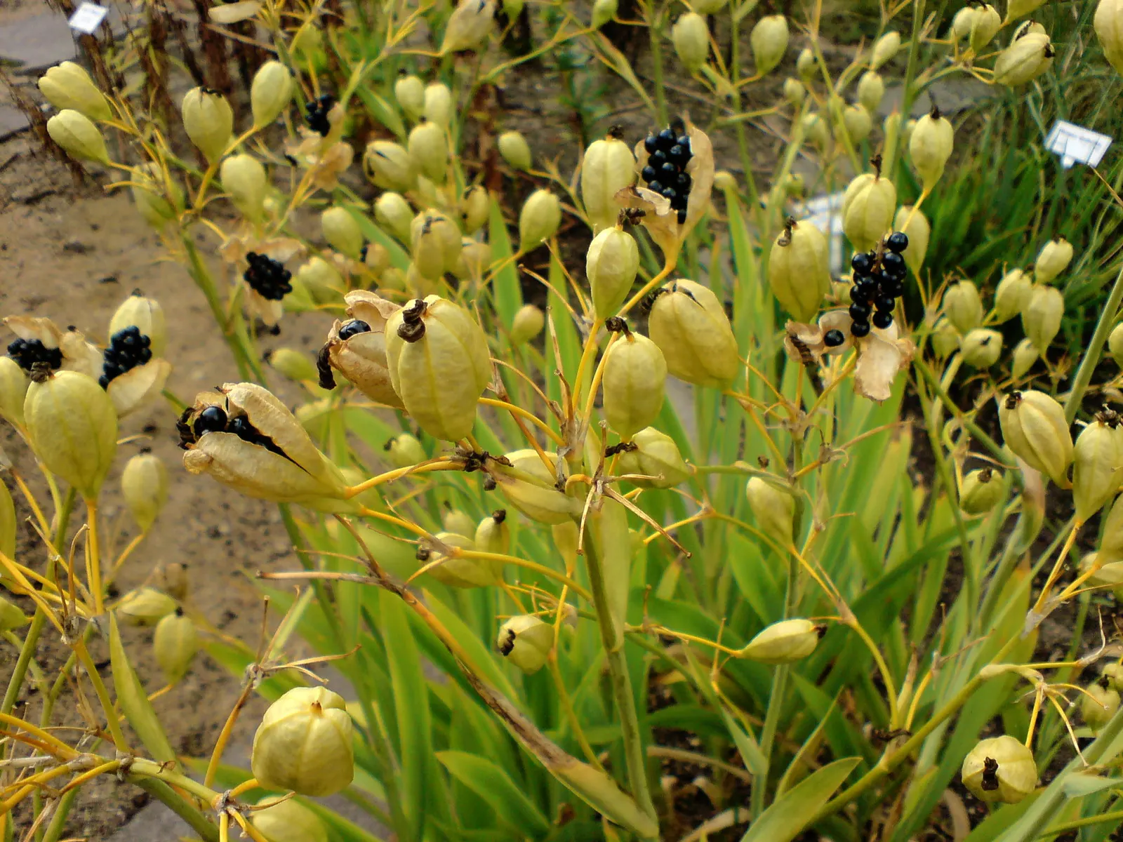 Leopard Lily (Lilium Pardalinum) — it's perfect for adding a splash of color to woodland gardens or as an elegant; the petals curve backward
