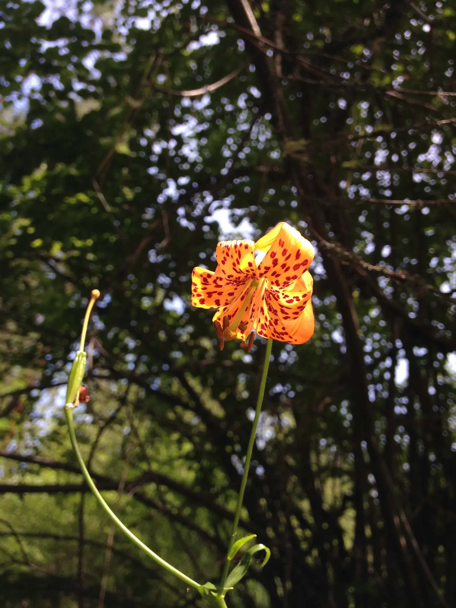 Leopard Lily (Lilium Pardalinum) — This enchanting lily is not only visually stunning but also attracts hummingbirds and butterflies