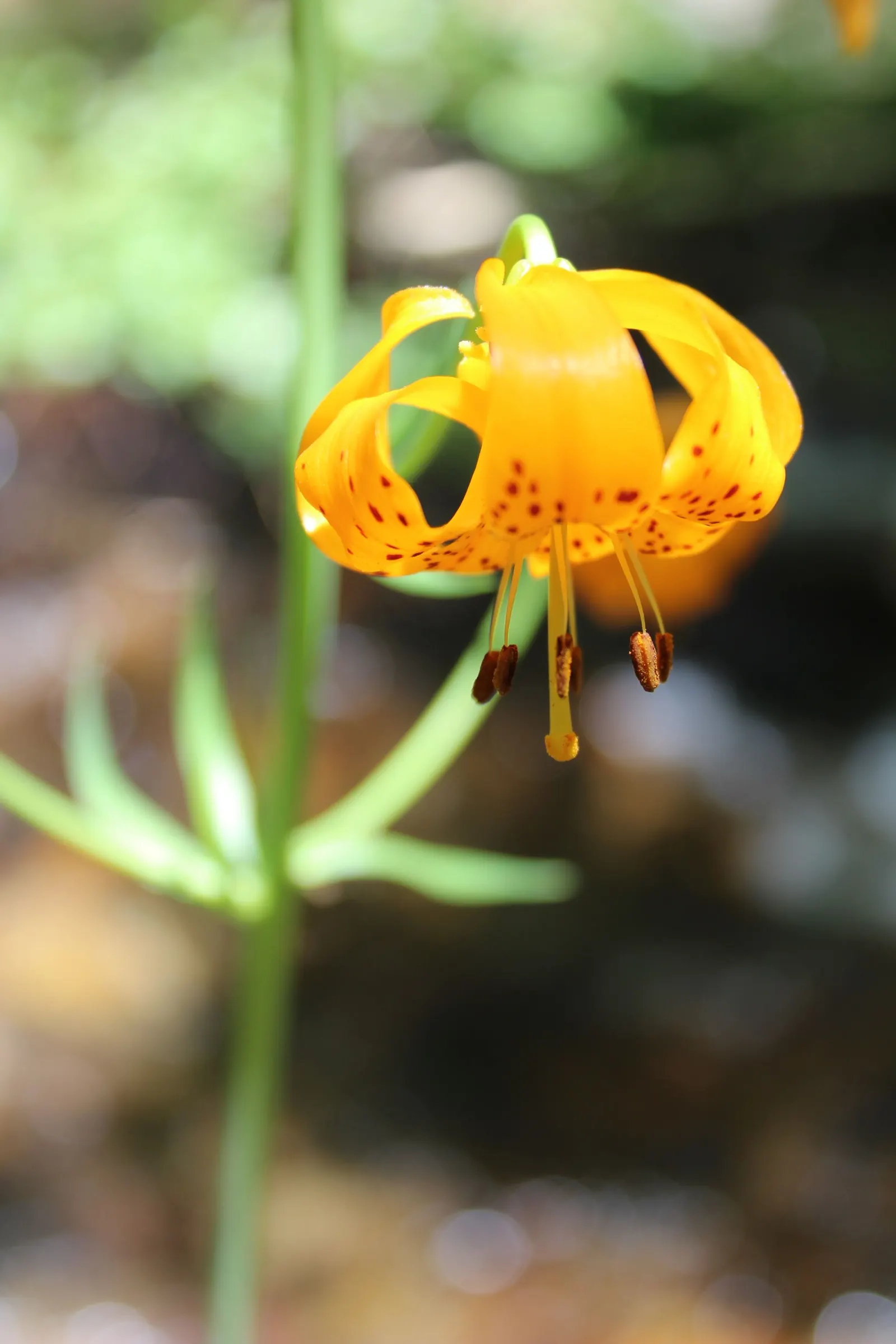 Leopard Lily (Lilium Pardalinum) — the Leopard Lily requires well-drained soil rich in organic matter; this species should be mulched to keep the, image 79