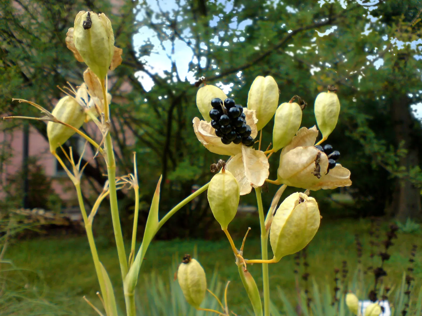 Leopard Lily (Lilium Pardalinum) — Blooming in early to mid-summer; commonly referred to as the Leopard Lily