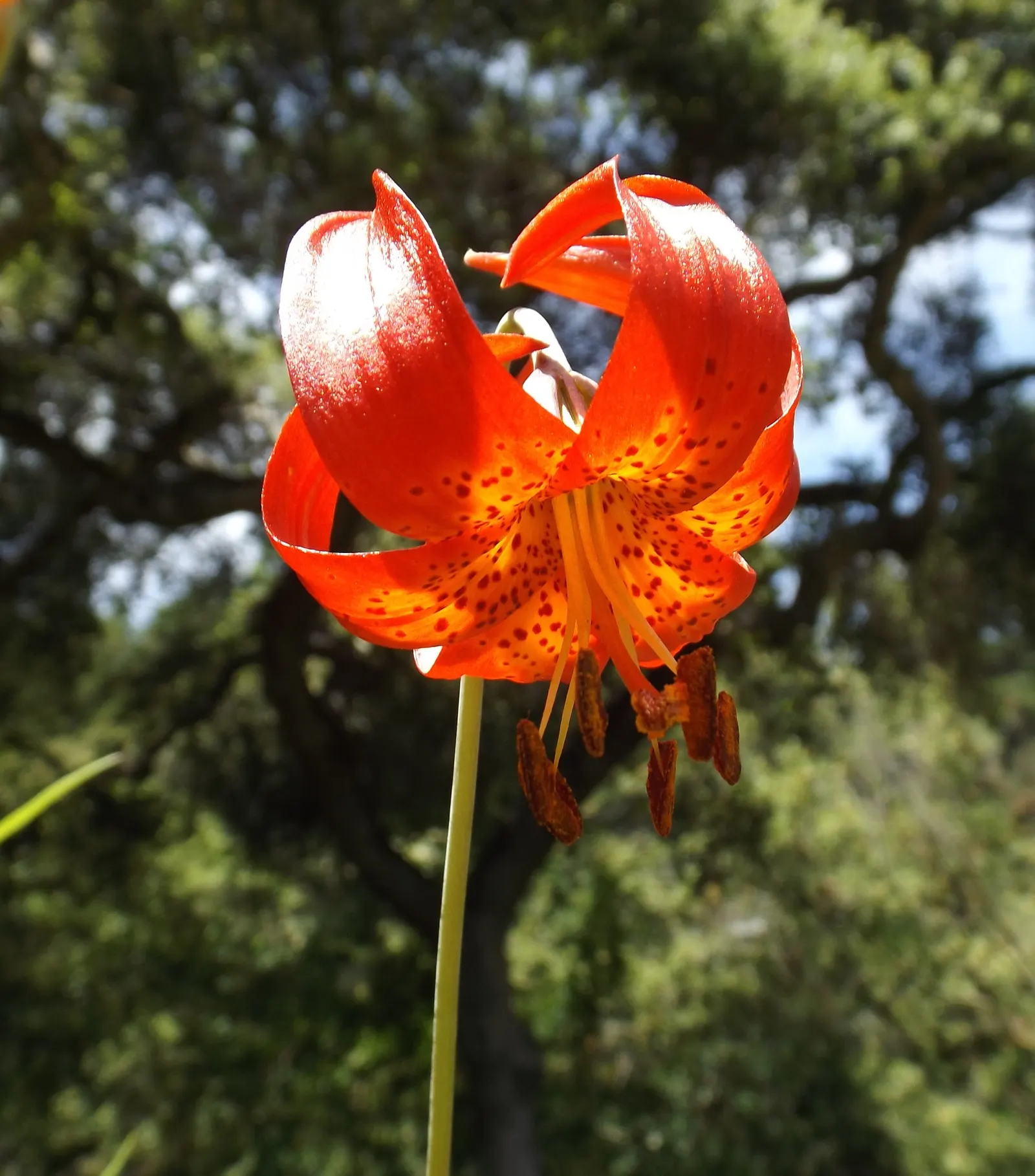 Leopard Lily (Lilium Pardalinum) — commonly referred to as the Leopard Lily; to maintain the moisture levels these lilies crave, image 132