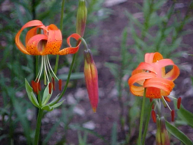 Leopard Lily (Lilium Pardalinum) — bulb for full or half; adding dynamic life to your client's garden sanctuary, image 124