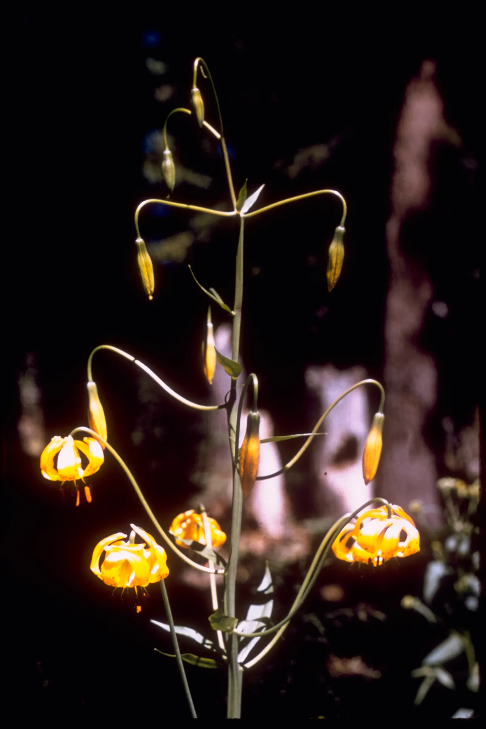 Leopard Lily (Lilium Pardalinum) — commonly referred to as the Leopard Lily; to maintain the moisture levels these lilies crave