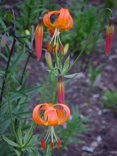 Leopard Lily (Lilium Pardalinum) — bulb with orange blooms; particularly during the blooming period, image 123