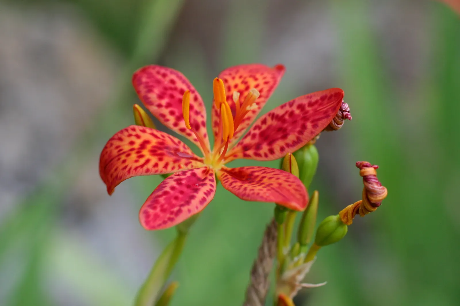 Leopard Lily (Lilium Pardalinum) — adorned with brownish-purple spots; but leave the stalks to die back naturally