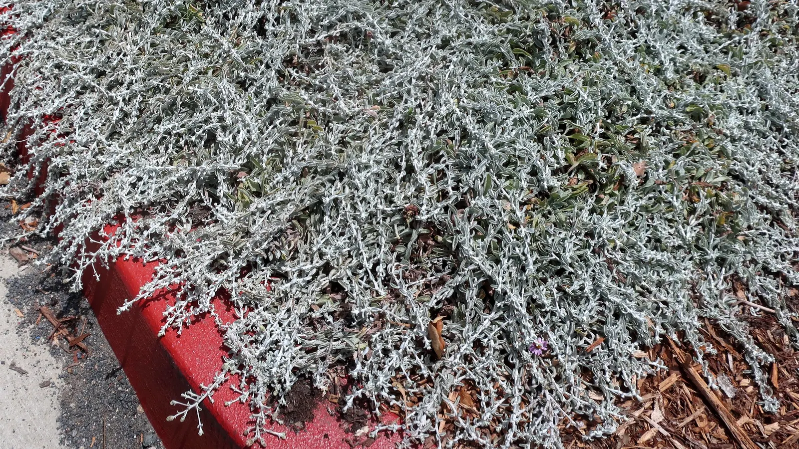 Silver Carpet Beach Aster (Lessingia Filaginifolia 'Silver Carpet') — The Silver Carpet Beach Aster (Lessingia filaginifolia 'Silver Carpet') is a California