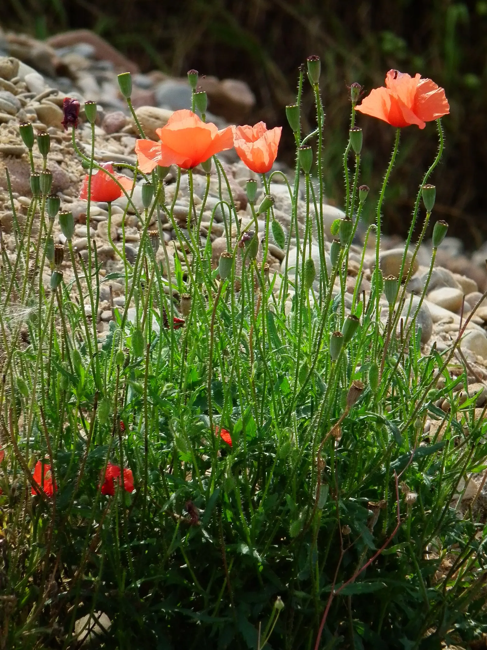 Shirley, Field Or Flanders Poppy (Papaver Rhoeas 'Red Shirley') — They contribute to biodiversity by attracting various pollinators including bees; this poppy