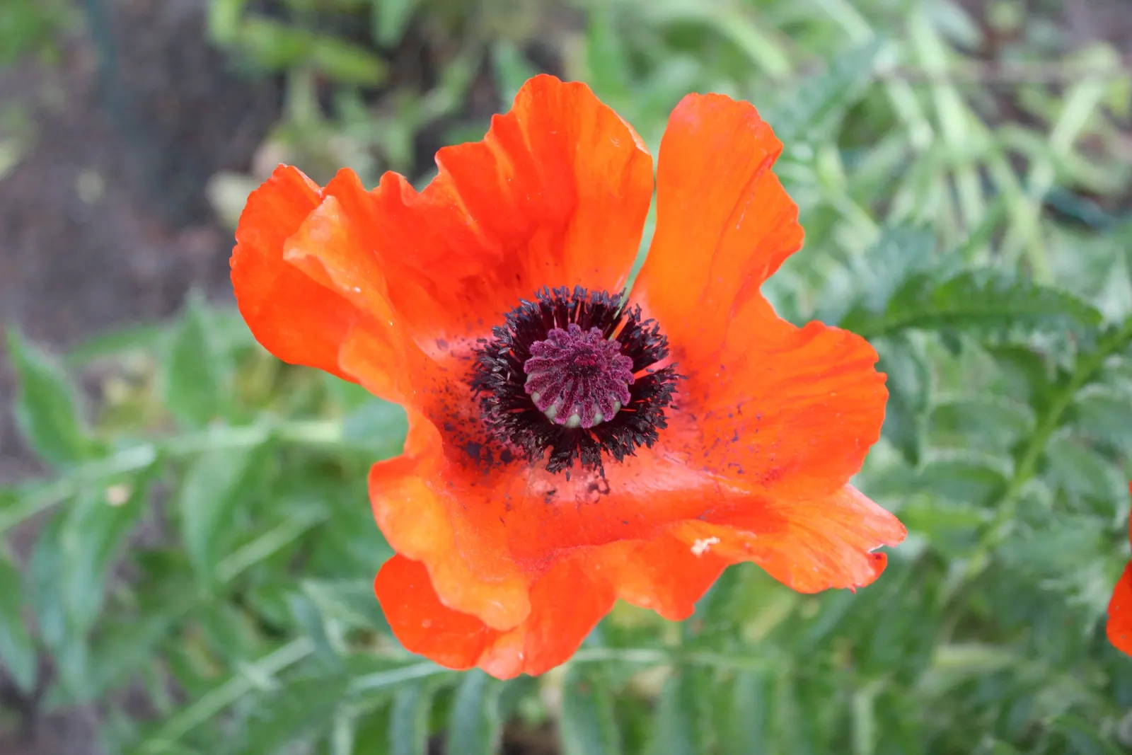 Shirley, Field Or Flanders Poppy (Papaver Rhoeas 'Red Shirley') — commonly known as the Shirley; ensuring a return of these cherished blooms in subsequent years