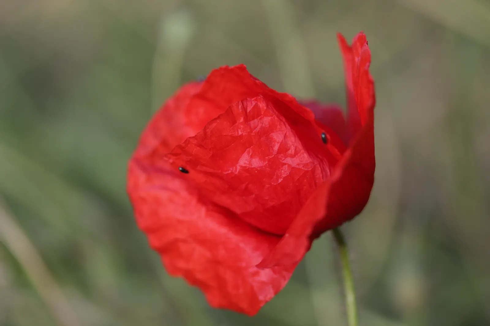 Shirley, Field Or Flanders Poppy (Papaver Rhoeas 'Red Shirley') — annual for full or half